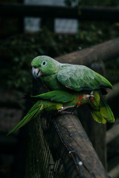Birds by Jhonny Salas Brochero (Pexels)